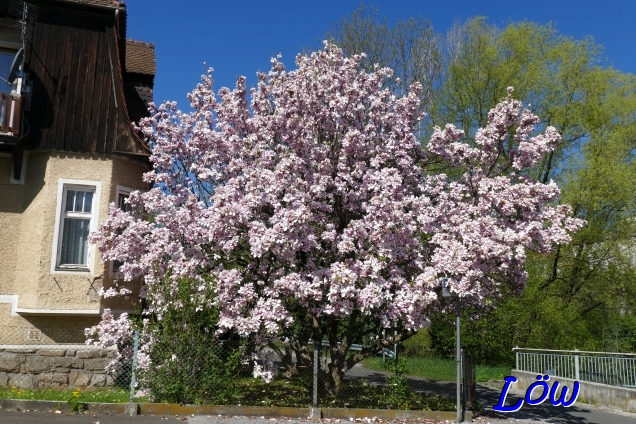 20.4.2025 - Magnolientraum